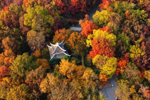 中国南京第七届“秋栖霞”红枫艺术节隆重开幕