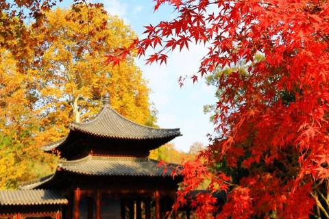 中国南京第六届“秋栖霞”红枫艺术节隆重开幕