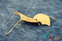 一片枫叶一个回忆……栖霞山秋枫记