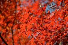 栖霞山，枫叶又红了