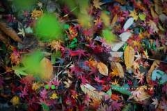 素年锦时——栖霞山赏枫