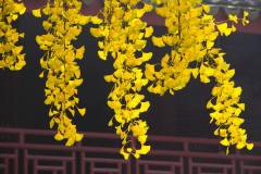 栖霞山上寻红叶