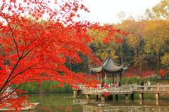 枫叶为媒冬牵秋