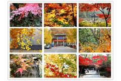 寻找那一抹醉人的秋——栖霞山赏枫2012-11-21