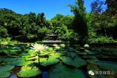 如果你知道谁是栖霞山“女神”，你绝对会爱上她