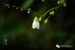 栖霞山这种银铃般的花儿原来叫……