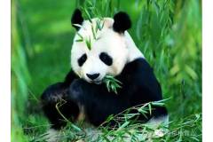 栖霞山除了名胜古迹，竟然还发现两只“大熊猫”？