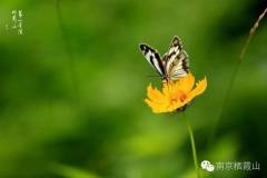 用心感受栖霞山无限的美好