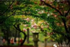 四月栖霞山 遇见没有喧嚣的美景