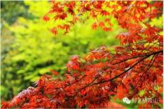 四月栖霞，十里春枫