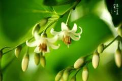 栖霞山“双茉莉”竞放，白色花系再次来袭！