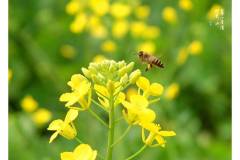 海拔300米的油菜花你见过吗？五一到栖霞山一饱眼福