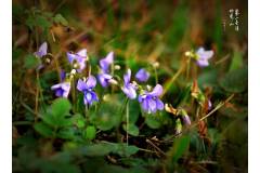 图样图森破，你知道栖霞山的“绿古董”吗？