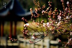 嫣红粉黛，栖霞山的“五宝”颜值刷爆朋友圈