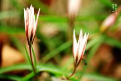 栖霞山的“山慈菇”有多美，我想拍给你看！