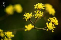 栖霞山的山茱萸满树金黄，背后的故事让人惊讶！