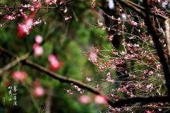 栖霞春色丨忽如一夜清香发，散作乾坤万里春