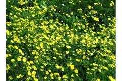 黄鹌菜？油菜花？ 栖霞山“黄色系”花傻傻分不清 