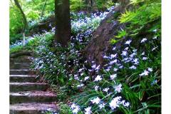 四月去栖霞山 山花烂漫正当时