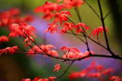 红叶玩“穿越”，春红叶进入最佳观赏期