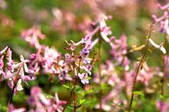 栖霞山翠雀花迷人眼，草珊瑚长出“水晶花”