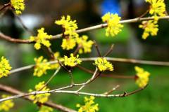 山茱萸满树金黄栖霞山风景区山花烂漫