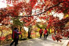 第五届（森林）旅游登山节暨第十四届“秋栖霞”红枫艺术节开幕 