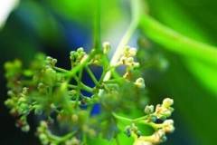 栖霞山糯米椴开花了