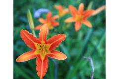 栖霞山大花萱草盛开