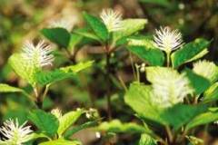 栖霞山又现大片野生草珊瑚 曾长在紫金山，已消失多年