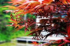 南京栖霞山春天也能赏红枫 效果不比秋天差