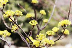 栖霞山500株山茱萸竞相开放