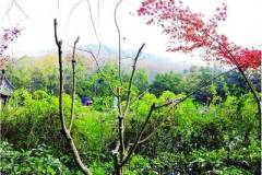 栖霞山红叶“走红”却受伤