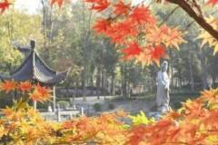 南京栖霞山枫情指数已达80% 进入观赏期