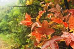 五彩栖霞山秋意渐浓 赏“秋”最佳区域出炉