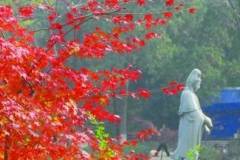 “秋栖霞”红枫节三大展览人气旺