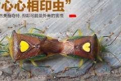 南京栖霞山发现“心心相印虫”