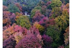 华东五市转一圈 去邂逅最后的秋天