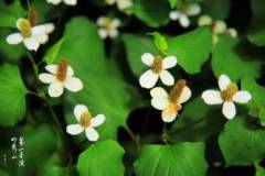 【栖语堂】别把日子过反啦~