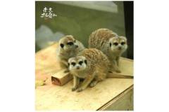 “诶？你听说了吗？在栖霞山，不仅能遇见彭彭和丁满~还有……”