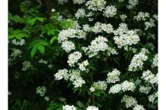 【栖霞山·植物百科】观赏小果蔷薇的季节到啦~