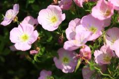 【栖霞山】柔软的花朵，蕴含向上的力量。