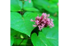 【栖霞山·植物百科】臭牡丹：真的臭吗？