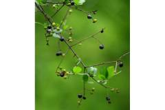 【栖霞山·植物百科】雀梅藤：线条优美，古朴自然