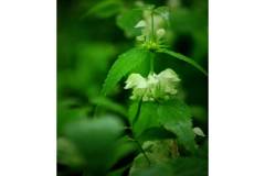 【栖霞山·植物百科】野芝麻：不长芝麻的野芝麻到底是什么呢？