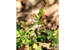 【栖霞山·植物百科】救荒野豌豆：《诗经》中的“薇”