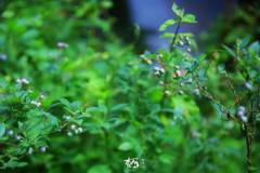 【栖霞山·植物百科】南高丛蓝莓：席卷ins风餐桌的它到底什么来路？