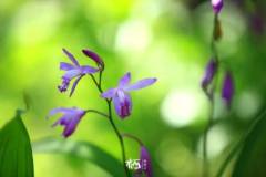 【栖霞山·植物百科】白及：如蝴蝶般美丽的药材