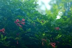 【栖霞山·植物百科】凌霄：翠飐红英高百尺，藏春坞上忆坡仙