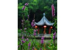 【栖霞山·植物百科】千屈菜：为什么说我像迷路的孩子？